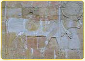 Relief carving of a cow depicted on an ancient stone wall, showcasing intricate details and historical significance.