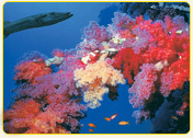 Colorful coral reef with various soft corals and a moray eel in a vibrant underwater scene.