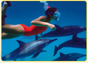 A person in a red swimsuit swimming alongside dolphins underwater with a snorkel and mask.